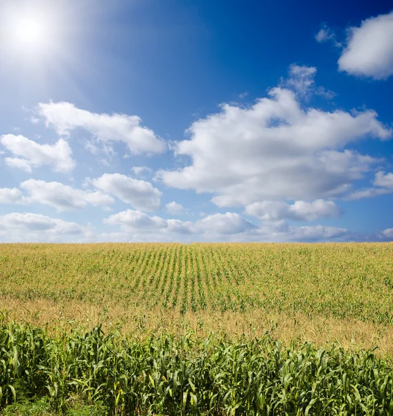 Zielone pole kukurydzy — Zdjęcie stockowe