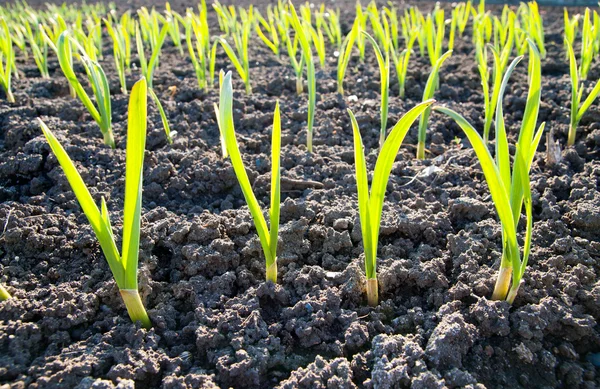 Green shots of garlic — Stock Photo, Image