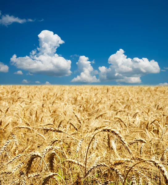 Goldene Ähren aus Weizen — Stockfoto