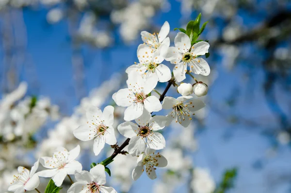 Spring white blossom — Stock Photo, Image