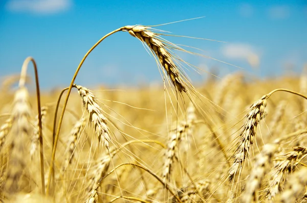 熟した小麦の耳の終わり — ストック写真