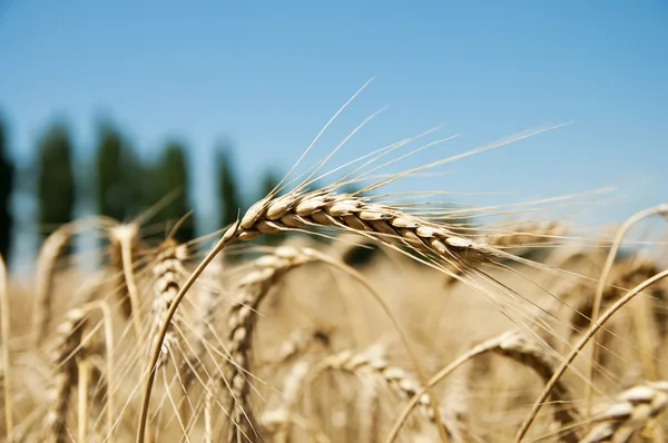 Olgun buğday kulaklarını kapat — Stok fotoğraf