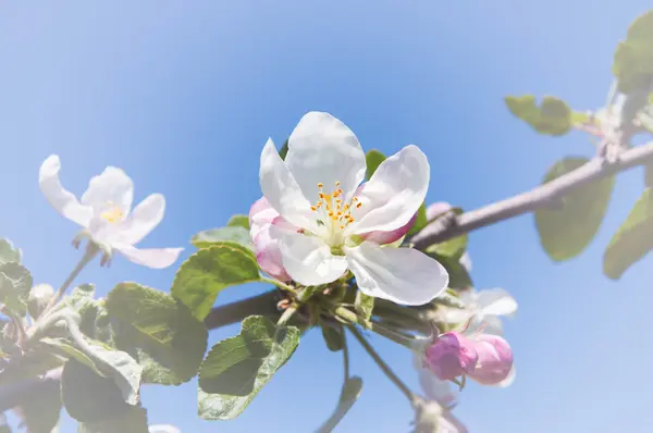 Flower of apple — Stock Photo, Image