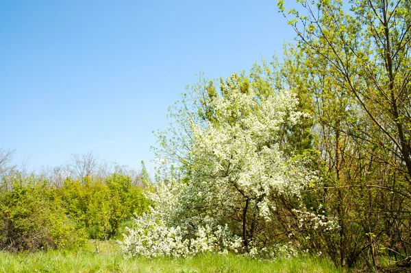 Glade in spring — Stock Photo, Image