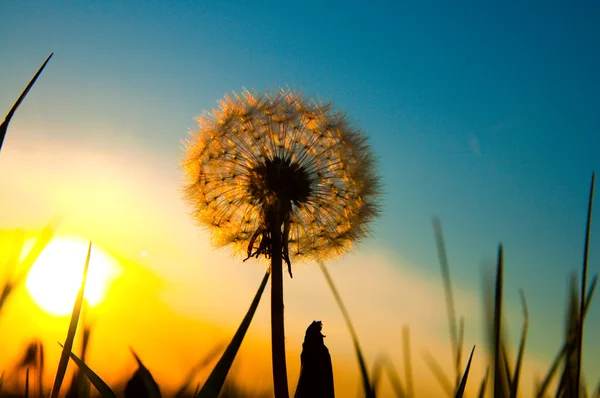 Dandelion dan matahari — Stok Foto