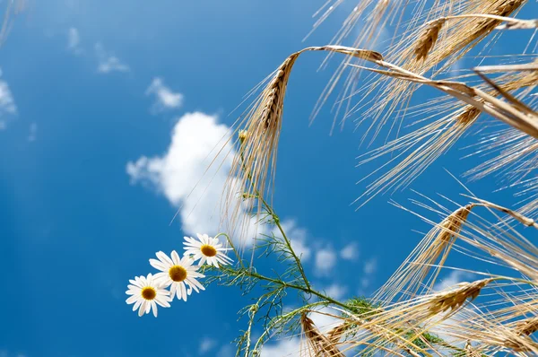 Buğday çiçekli — Stok fotoğraf
