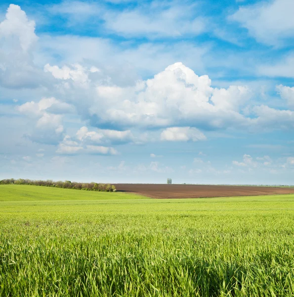 Green and black field — Stock Photo, Image
