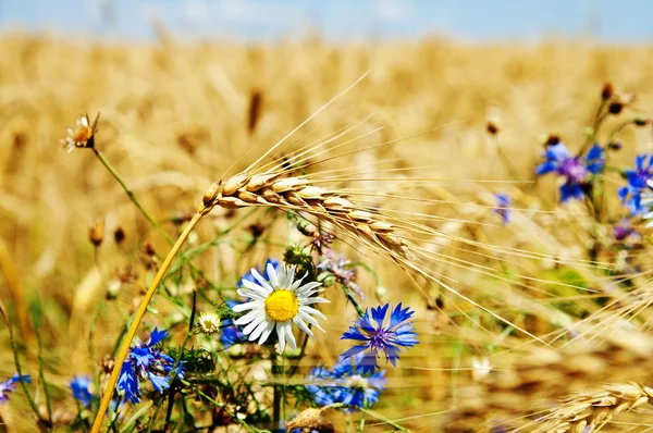 小麦与鲜花 — 图库照片