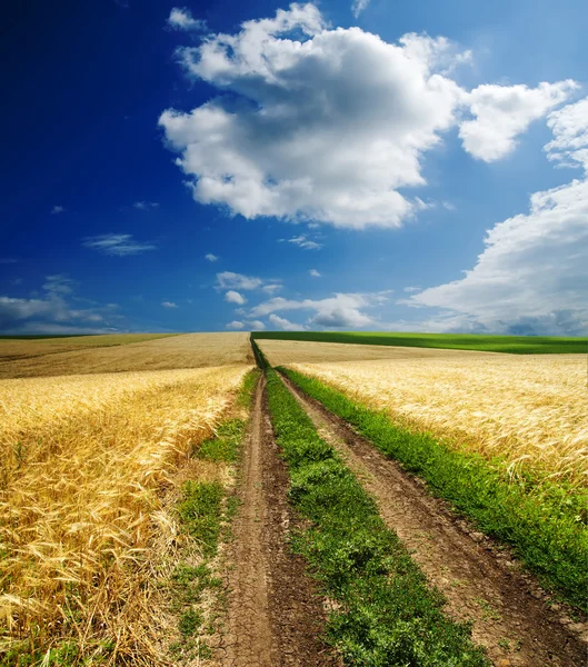 Way in field — Stock Photo, Image