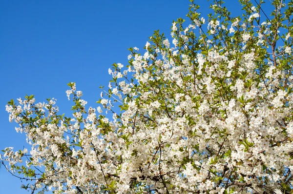 Branches à fleurs blanches — Photo