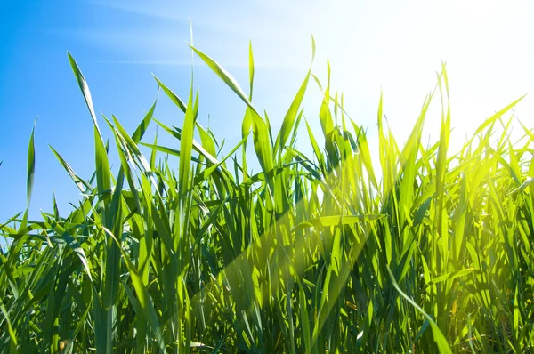 Grass under sunrays Royalty Free Stock Images