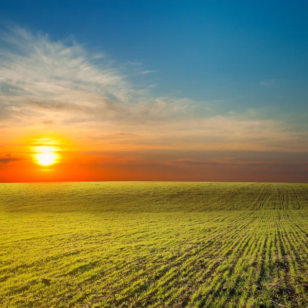 Zonsondergang boven groen veld Rechtenvrije Stockfoto's