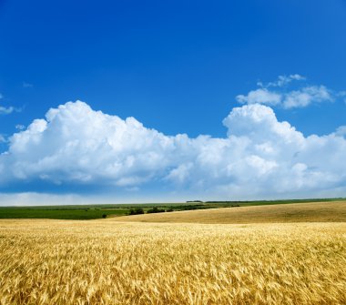 Field of wheat clipart