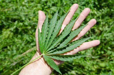 Marijuana in a hand clipart