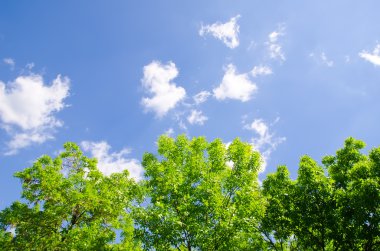 Trees and sky clipart