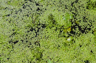 Yeşil duckweed