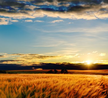 Gouden gerst in zonsondergang