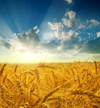 Golden field under sunset clipart