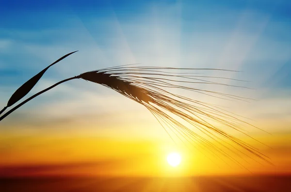Barley and sunset — Stock Photo, Image