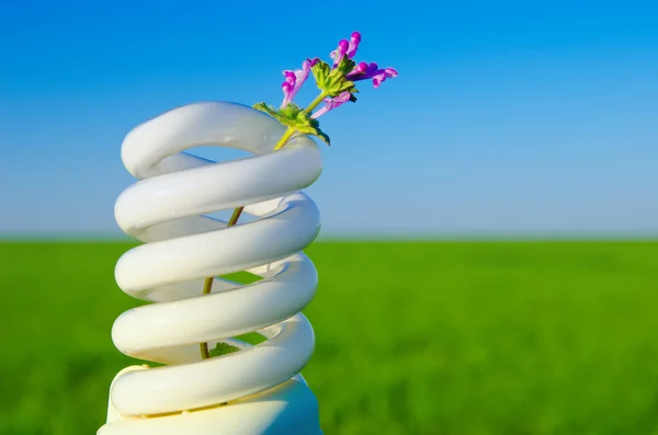 Flower in energy saving lamp — Stock Photo, Image
