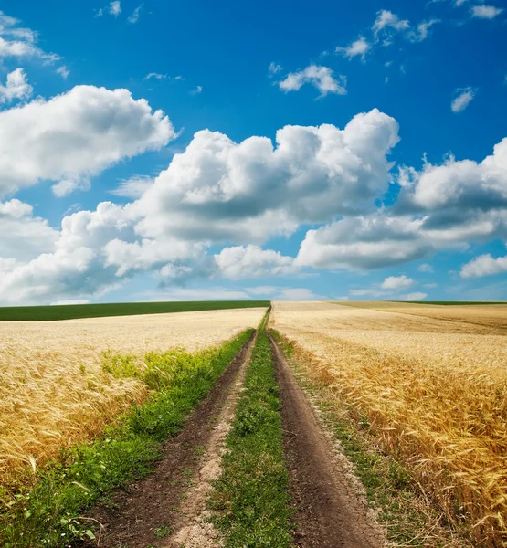 Road in golden agricultural field — Stock Photo, Image