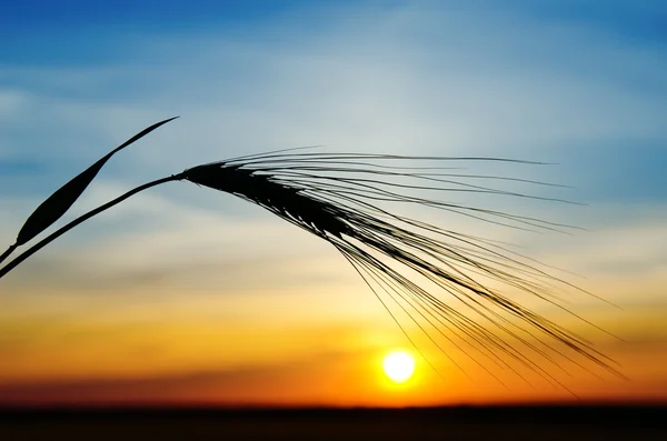 大麦と日没 — ストック写真