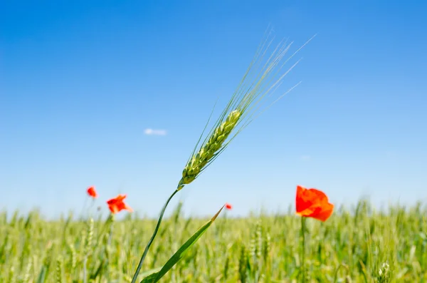 Green barley and red poppy — Stock Photo, Image