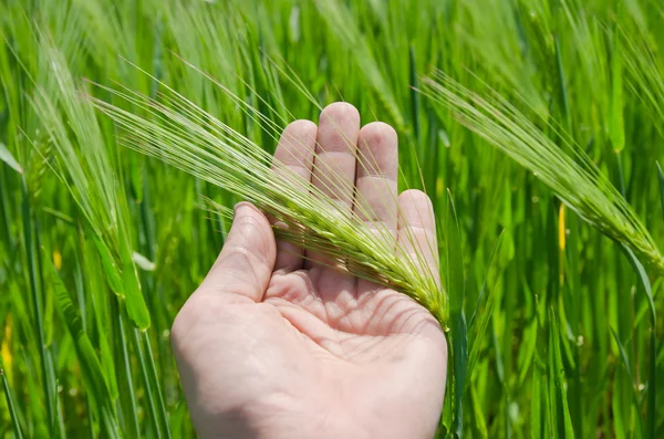 Gröna korn i hand — Stockfoto