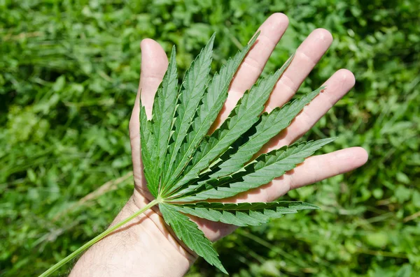 Marijuana in una mano — Foto Stock