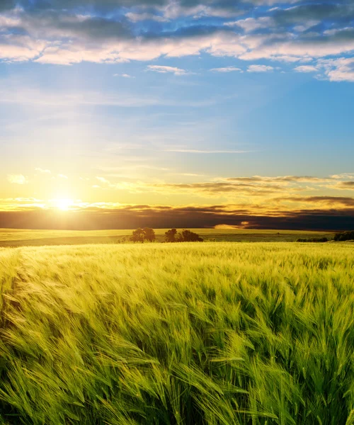 Grüner Weizen unter Sonnenstrahlen — Stockfoto