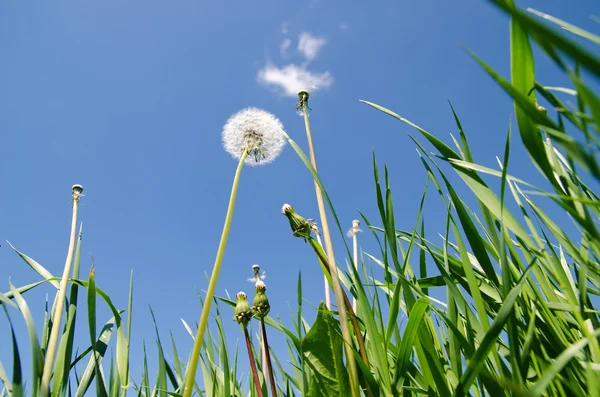 Mniszek lekarski w pole trawa zielony — Zdjęcie stockowe