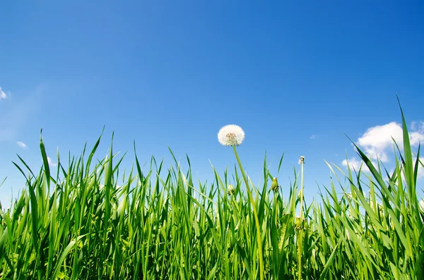 Pampeliška v zelené trávě — Stock fotografie