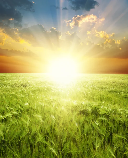 阳光下的绿色小麦 — 图库照片