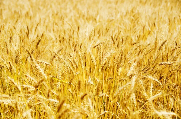 ゴールデンの大麦 — ストック写真