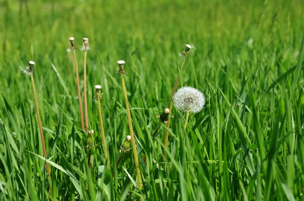 緑の草原にタンポポ — ストック写真