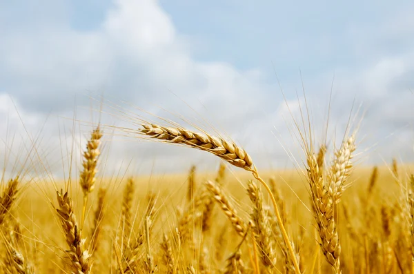 Gold barley — Stock Photo, Image