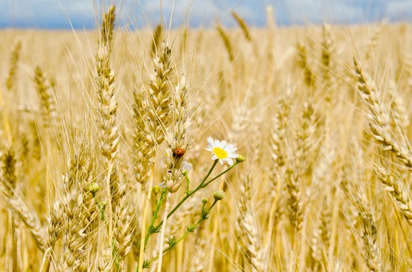 花と小麦の耳uši pšenice s květinami — Stock fotografie