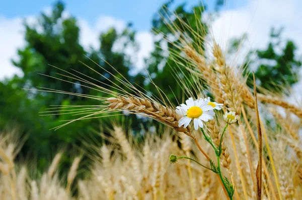 花と小麦の耳uši pšenice s květinami — Stock fotografie