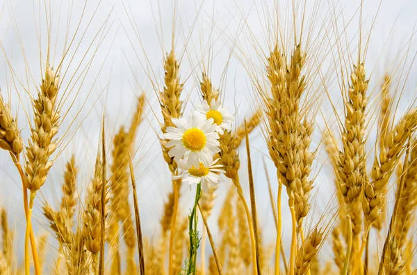 Uši pšenice s daisy — Stock fotografie