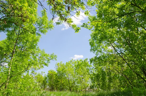 กรอบธรรมชาติในไม้ — ภาพถ่ายสต็อก
