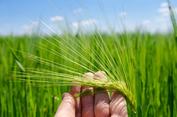 Green barley in hand — Stock Photo, Image