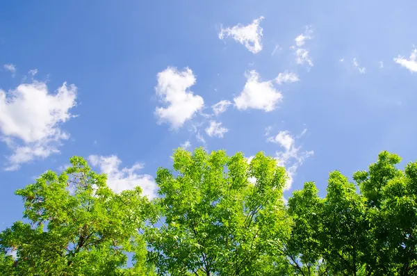 ต้นไม้และท้องฟ้า — ภาพถ่ายสต็อก