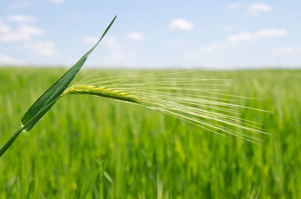 在字段中的绿色小麦 — 图库照片