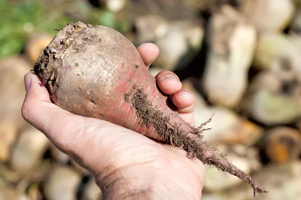 stock image Red beet in hand