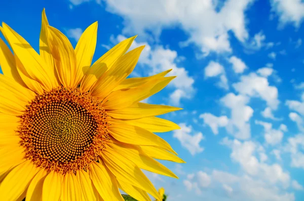 Teil der Sonnenblume — Stockfoto