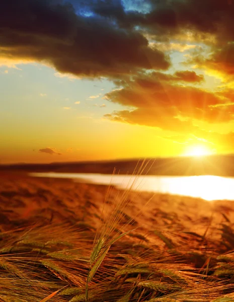 Solnedgång över vetefält — Stockfoto