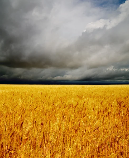 Gouden veld — Stockfoto