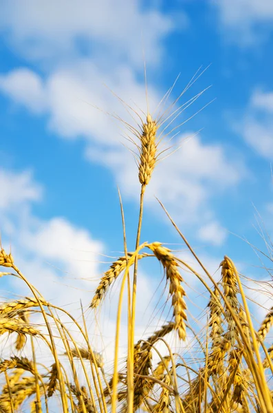 Ripe wheat ears against sky — Stock Photo, Image