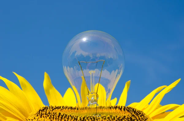 Žárovka a slunečnice — Stock fotografie