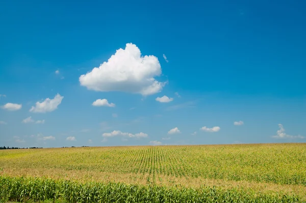 Pole z kukurydzy — Zdjęcie stockowe